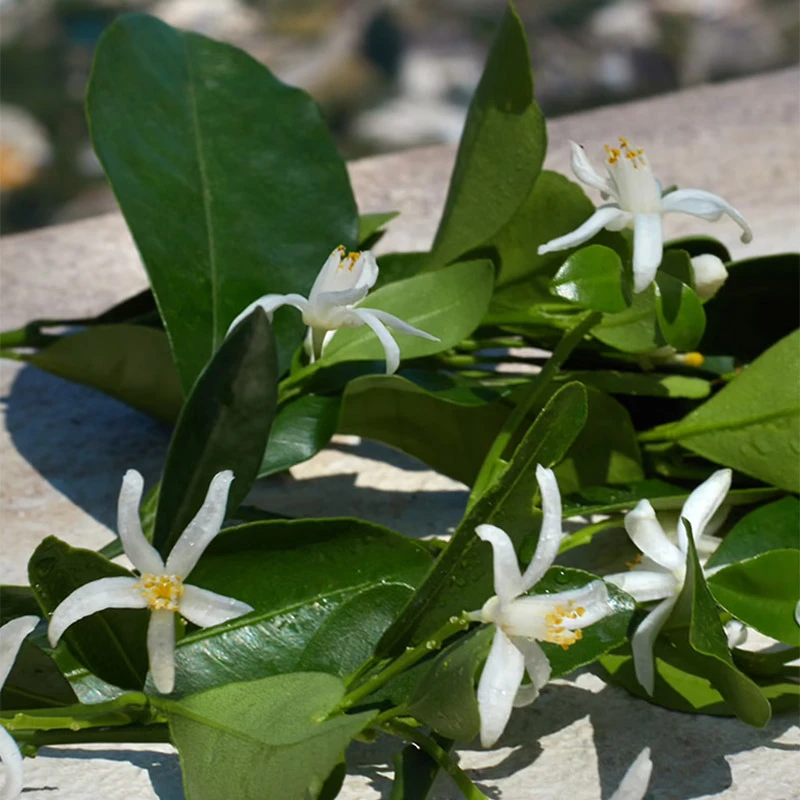 Dolce & Gabbana Devotion - Eau De Parfum â Image 5